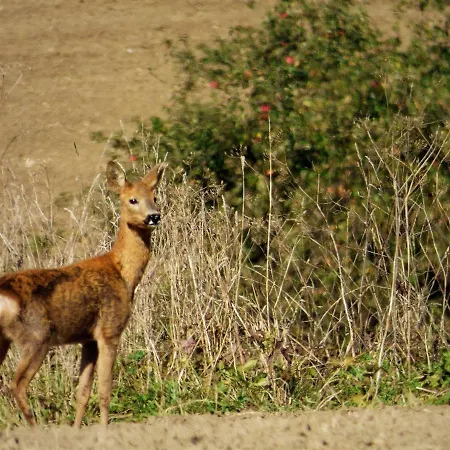 Rekreacne Zariadenie Chmelisko Guest house Pruzina