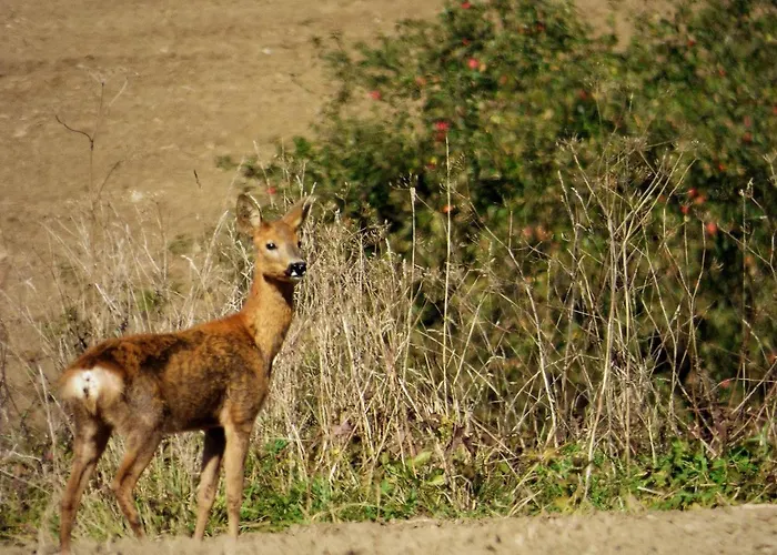 Rekreacne Zariadenie Chmelisko Pensjonat Pruzina