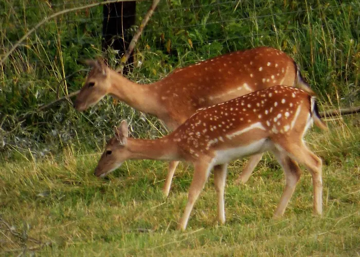 Rekreacne Zariadenie Chmelisko